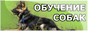 Центр обучения собак